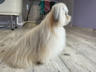 Animals House Salon Pielegnacji Zwierząt